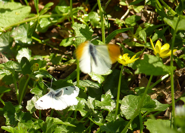 Orange-tips Mating