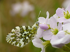 Orange-tip Butterfly