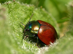 Knotgrass Leaf Beetle