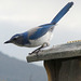 scrubjay2