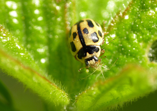 14-spot Ladybird & Aphid