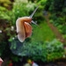 garden snail