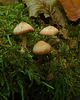 Brede Fungi 7