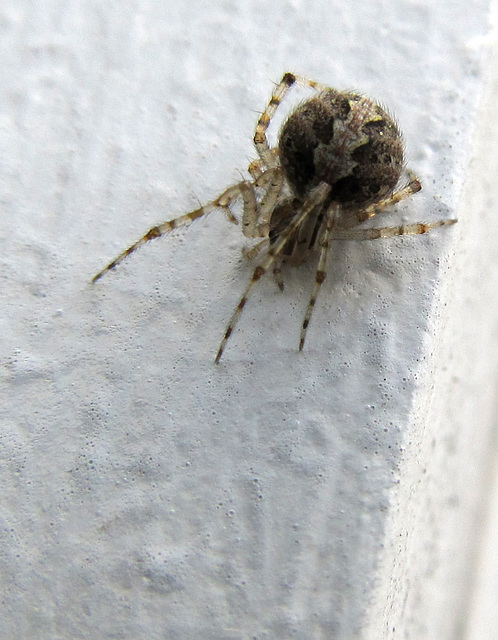 Wee Spider on the Wall