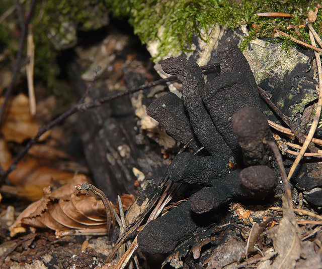 Dead Man's Finger Fungi Brede