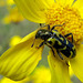 Ornate Checkered Beetle on Yellow Flower