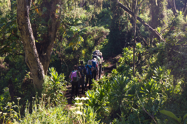 Hiking in the forest