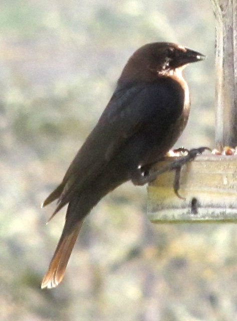 cowbird