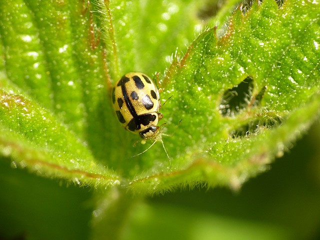 14-spot Ladybird with Brunch