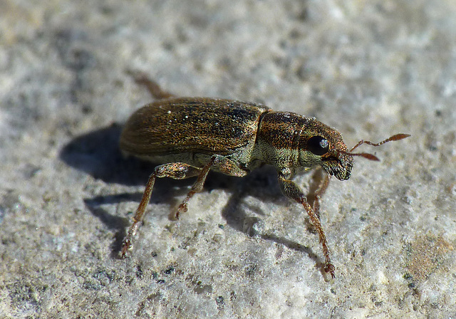 Pea Weevil