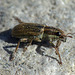 Pea Weevil