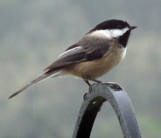 Black-Capped Chickadee