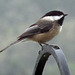 Black-Capped Chickadee