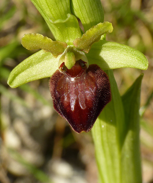 Early Spider Orchid