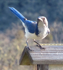 jauntyscrubjay