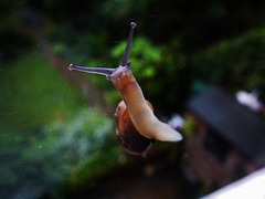 snail, garden