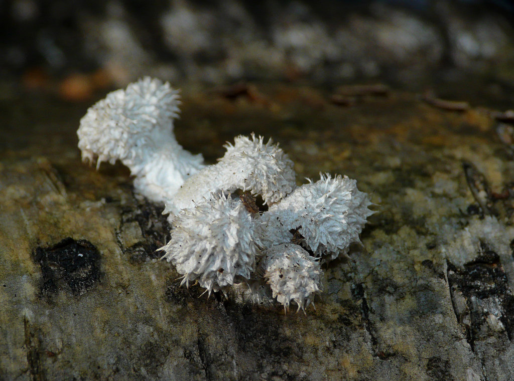 Brede Fungi 2