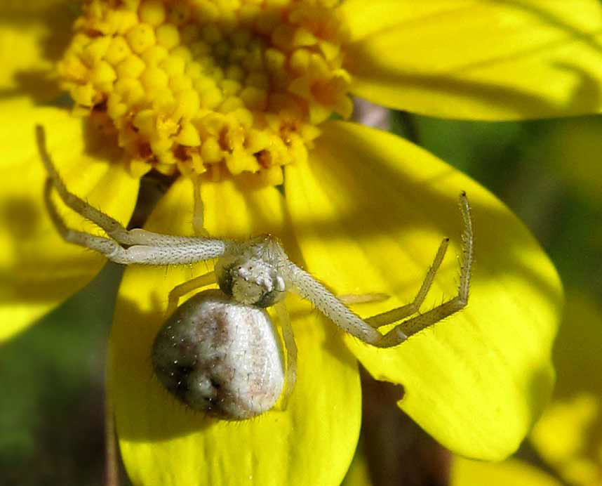 Crab Spider on Yellow Blossom