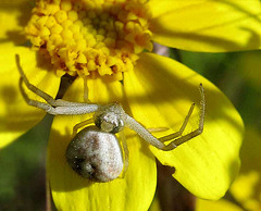 Crab Spider on Yellow Blossom