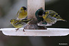 This morning at the feeder