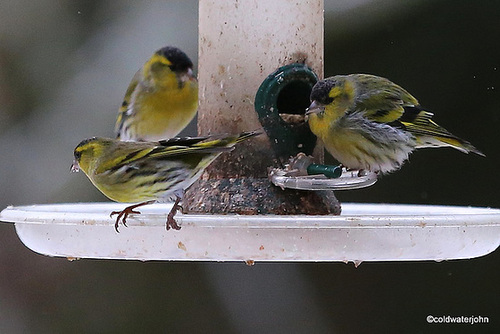 This morning at the feeder