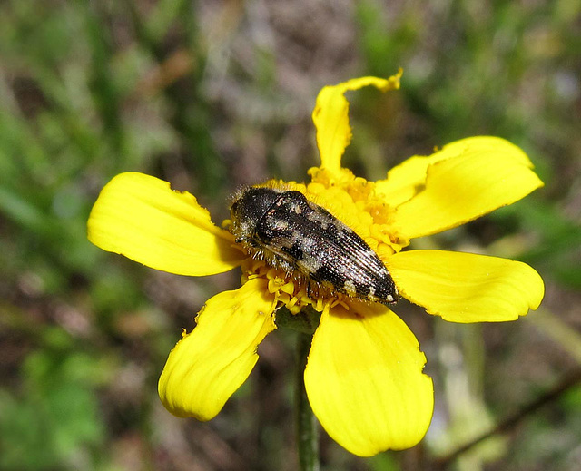 blackmottledbeetleonyellowflower2