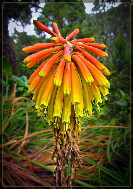 Rastafarian Blossom