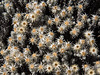 Helichrysum