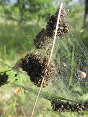 Possible Orb Weaver Spiderlings5