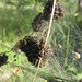 Possible Orb Weaver Spiderlings5