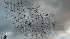 Eastbourne Starlings