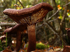 Gilly Fungi