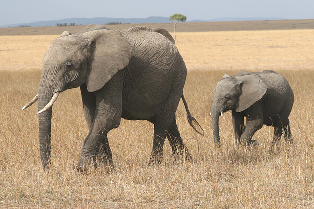 Following Mama