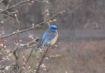 Western Bluebird in Buckbrush