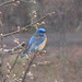 Western Bluebird in Buckbrush