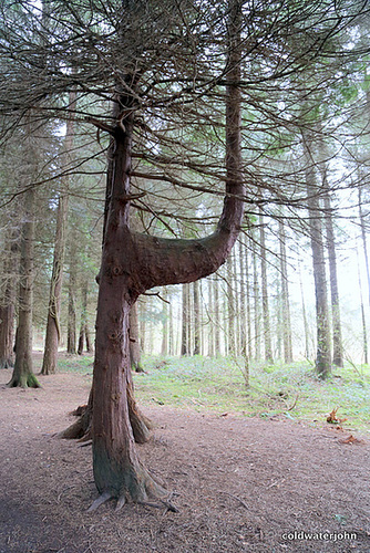 Just to surprise his brother trees...