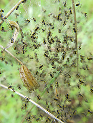 Possible Orb Weaver Spiderlings3