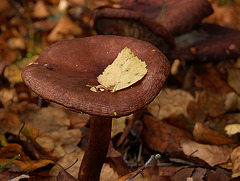 Brown Fungi