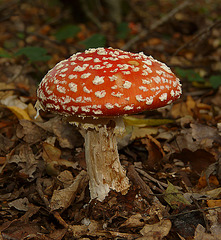 Fly Agaric