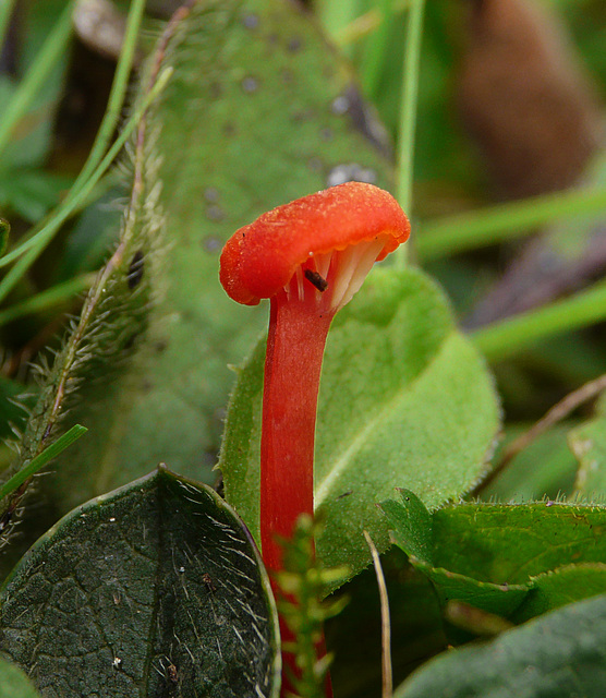 Hygrocybe splendidissima