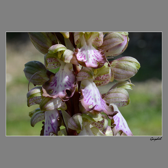 Gros Plan sur l'Orchis Géant !