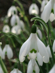 Little Lanterns I