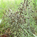 Possible Orb Weaver Spiderlings2
