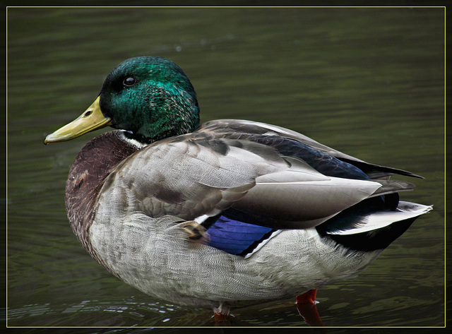 Male Mallard Duck