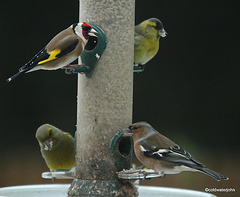This morning at the feeder