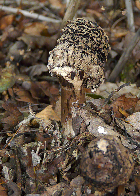 Old Man Of The Woods