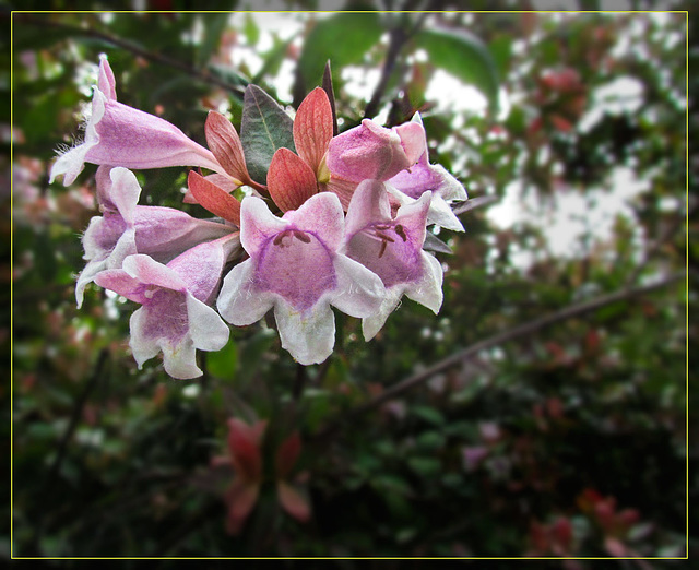 Pink Penstemon