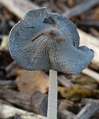Dainty Fungi