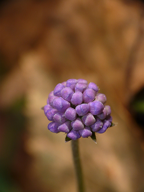 Devil's-bit Scabious