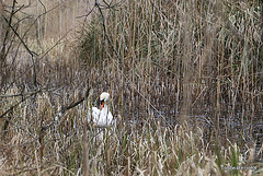 Swan in Marl Bog
